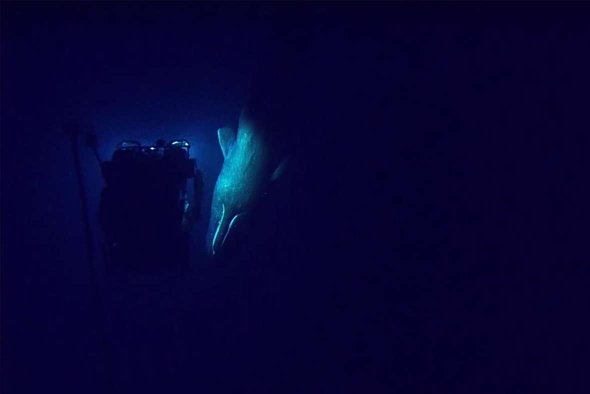 deep sea whale deep sea whale