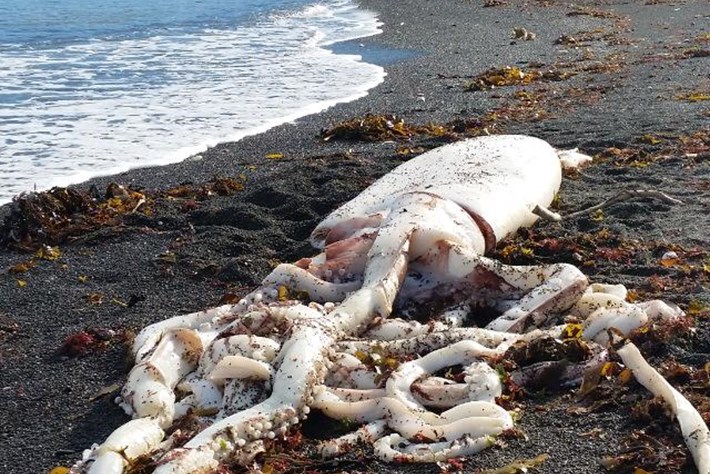 in photos: divers discover giant squid washed up