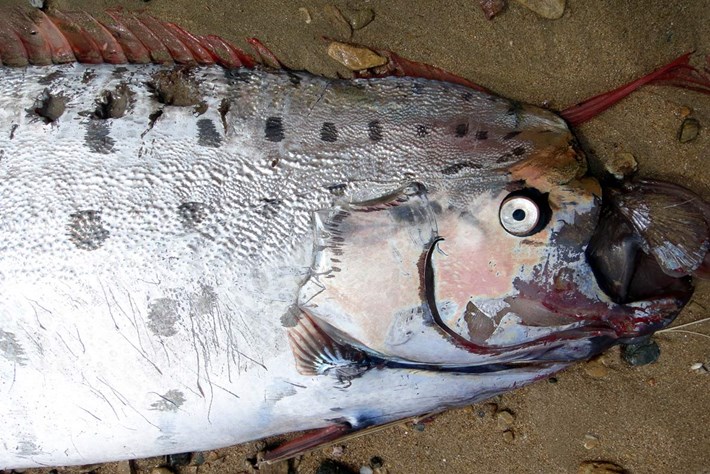 in photos: fishermen release juvenile oarfish back into the