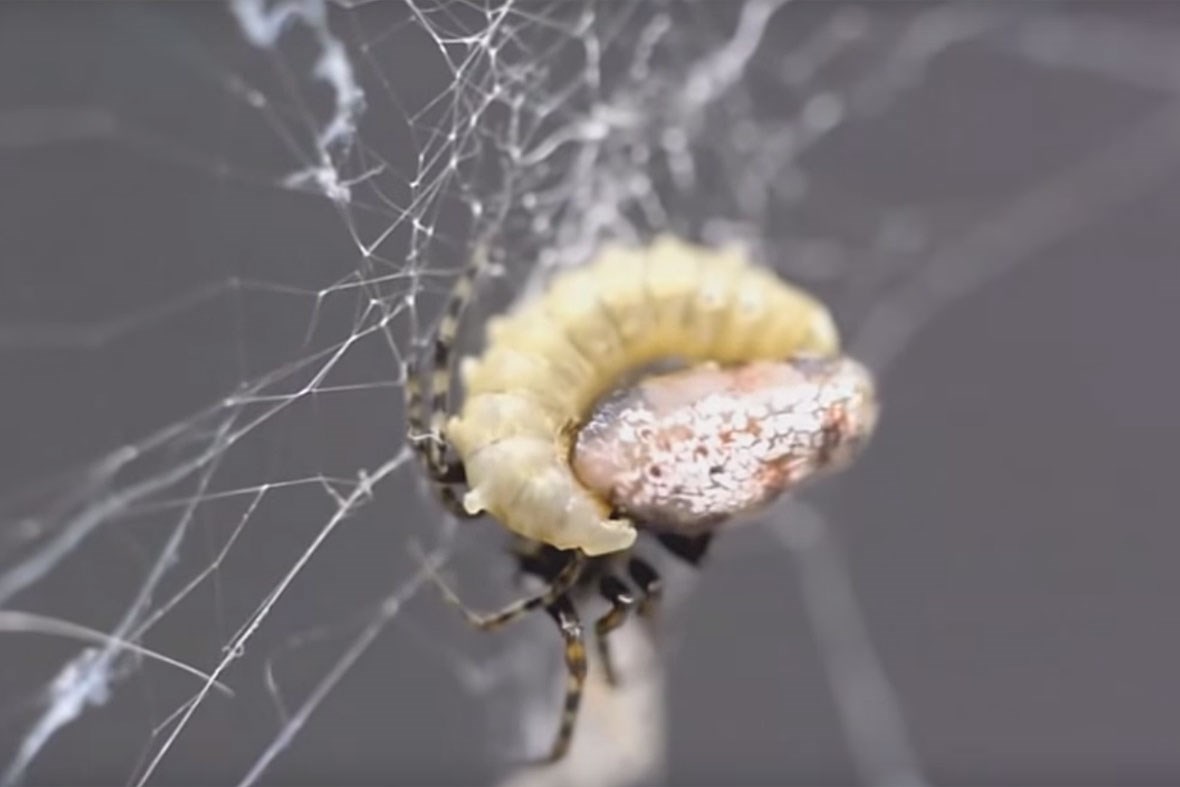 These wasps manipulate zombie spiders into building them a home wtf Earth Touch News