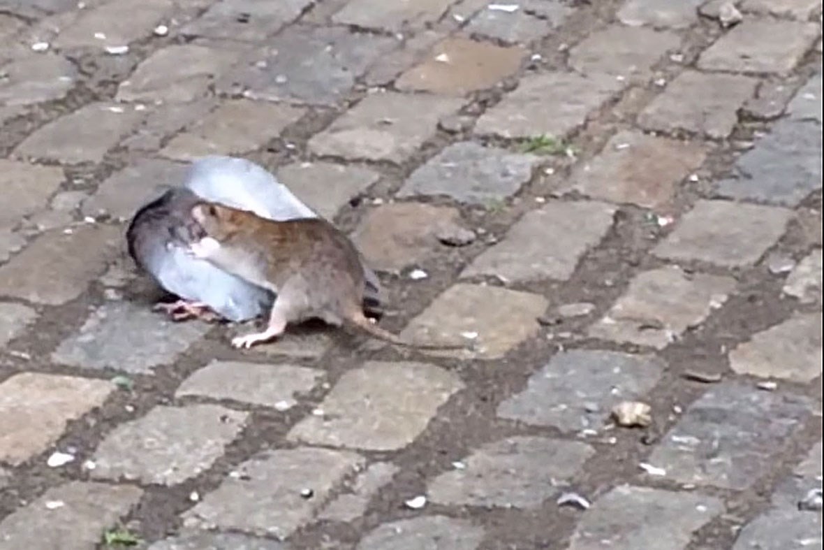 Rat takes on pigeon in the ultimate urban wildlife showdown Biology Diagrams