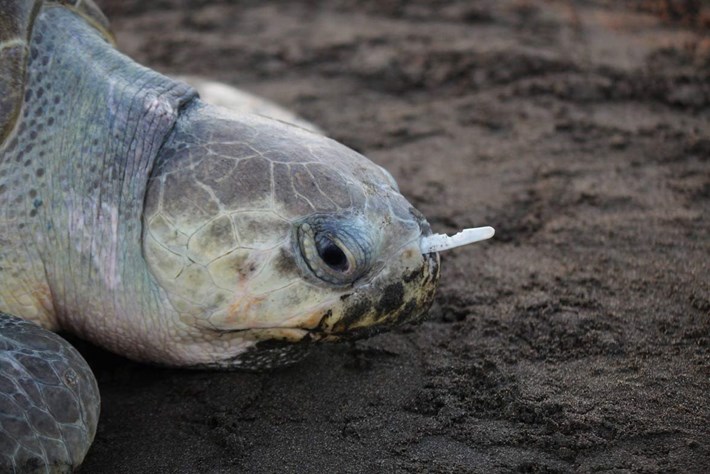 beaches are becoming safer for baby sea turtles