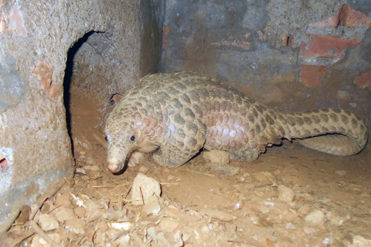 Volunteer story: Caring for rescued pangolins in Vietnam | conservation | Earth Touch News