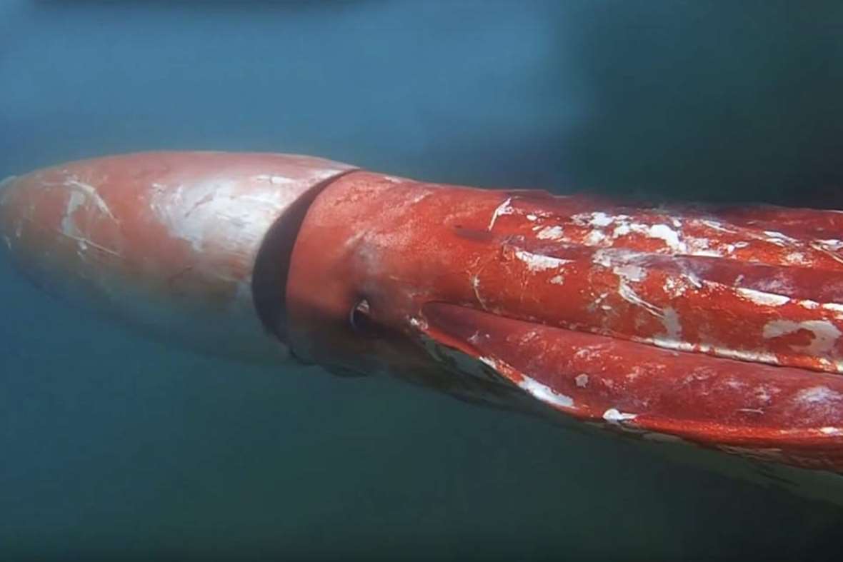 Confirmed This Giant Squid Video Is The Real Thing Deep Ocean Earth Touch News