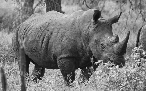 articles on the black rhino articles on the black rhino