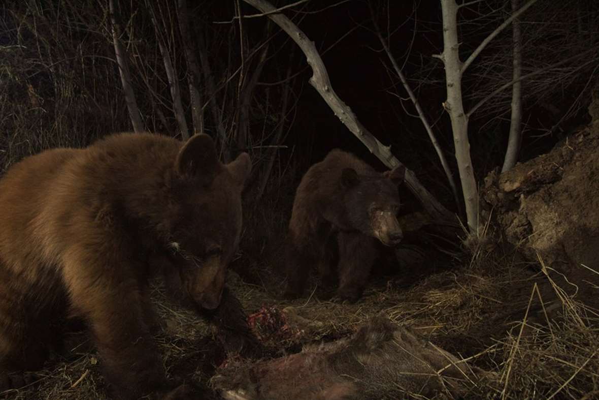 Mountain Lion s Deer Dinner Brings Hungry Bears To The Table Live