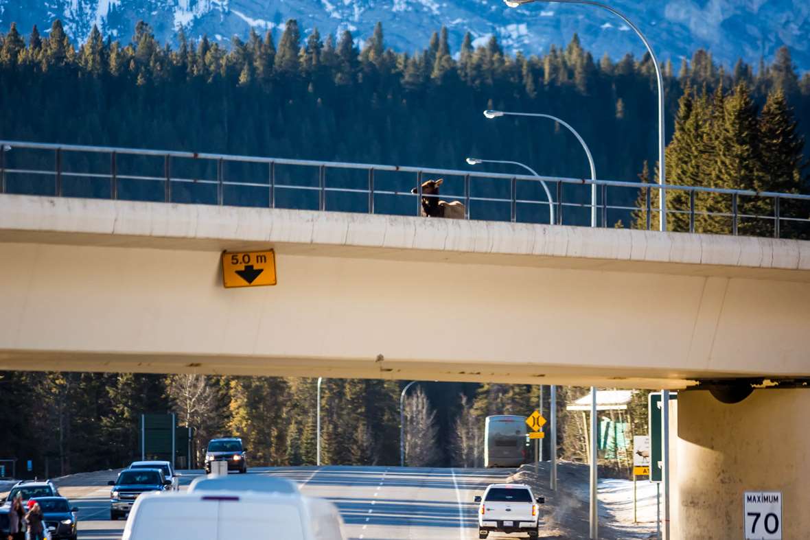 banff-wolf-pack-attack-christopher-martin-1462_GalleryLarge.jpg