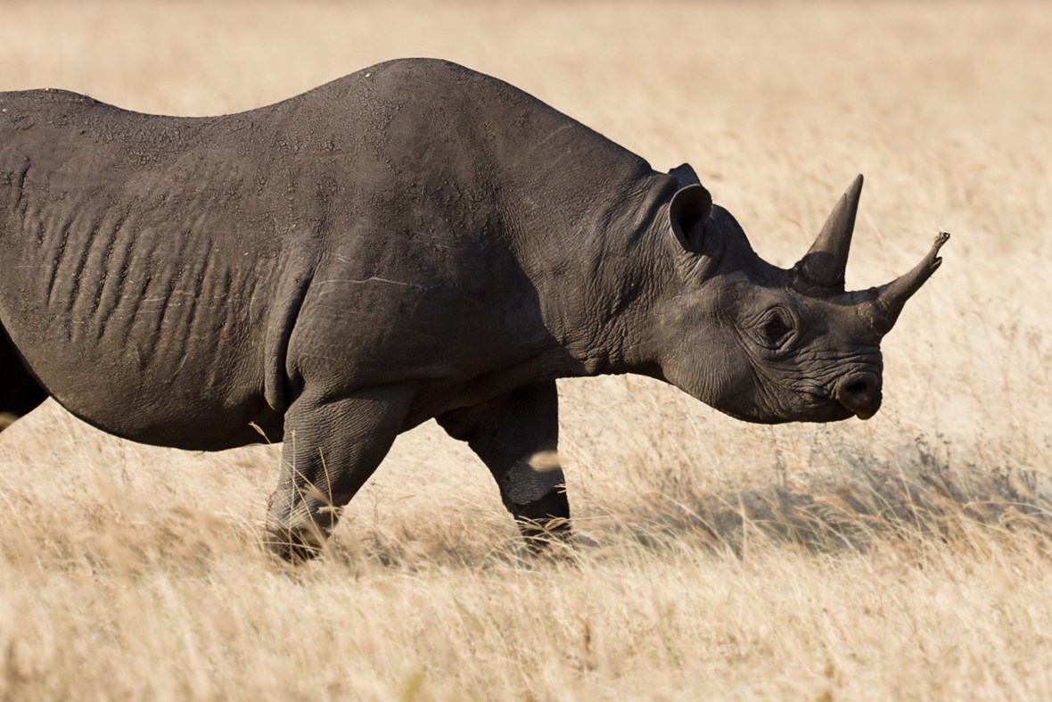 The western black rhino extinction is not news | conservation | Earth