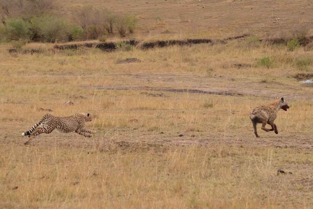 Cheetah Hyena2 2016 06 01