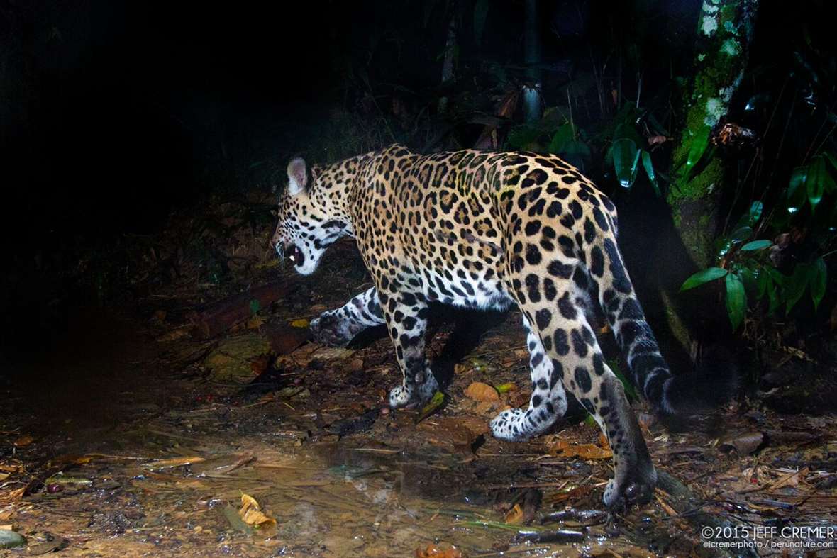 jaguar-4-2016-6-6