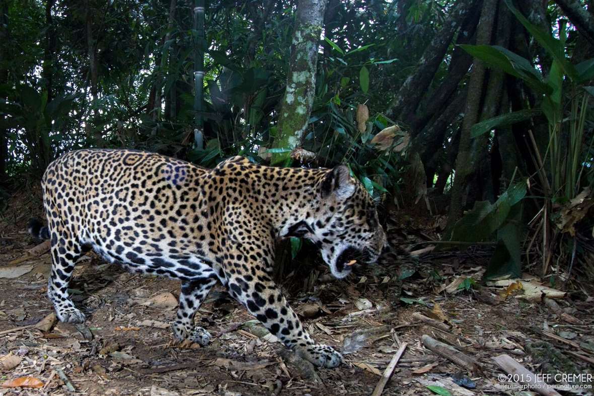 jaguar-5-2016-6-6