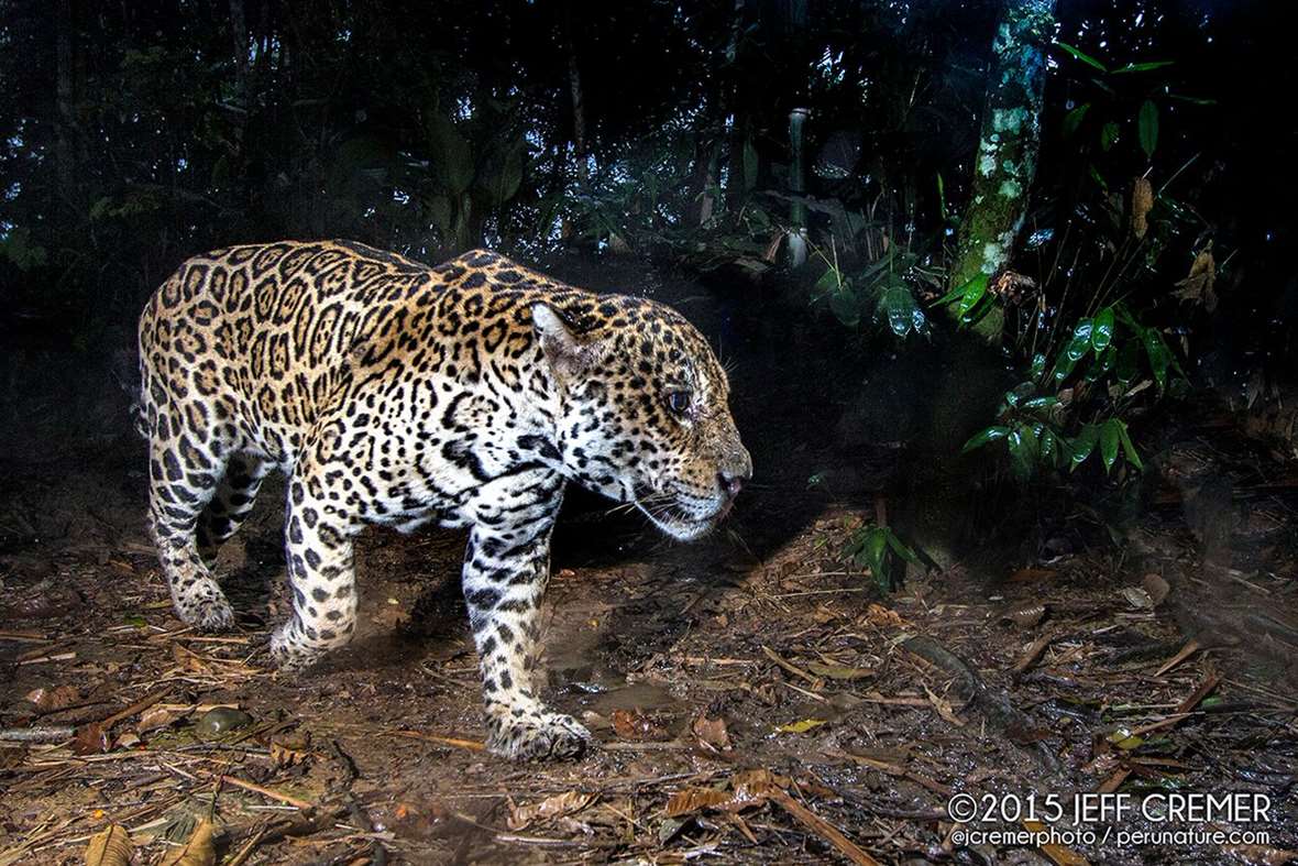 jaguar-6-2016-6-6