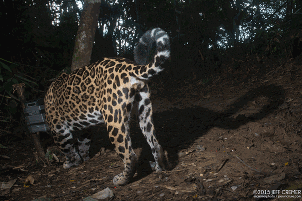 jaguar-gif-2016-6-6