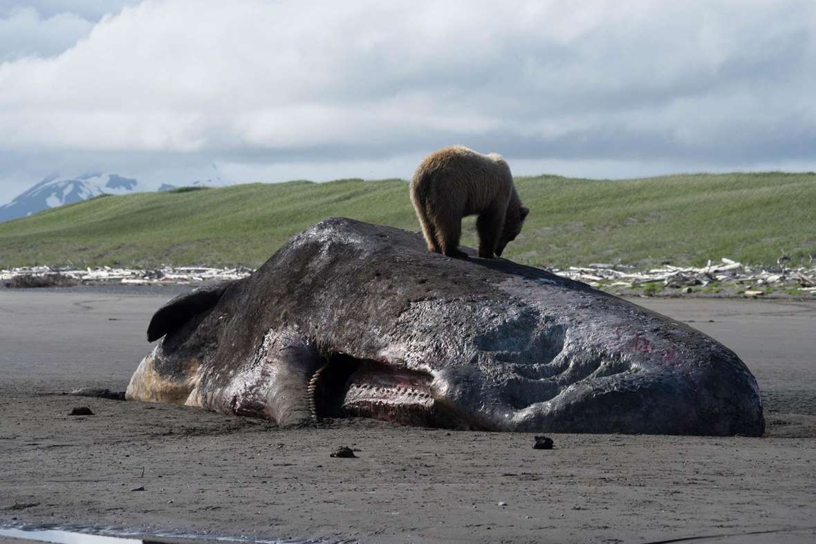 In photos: Huge whale carcass becomes a buffet for bears in Alaska - Earth Touch