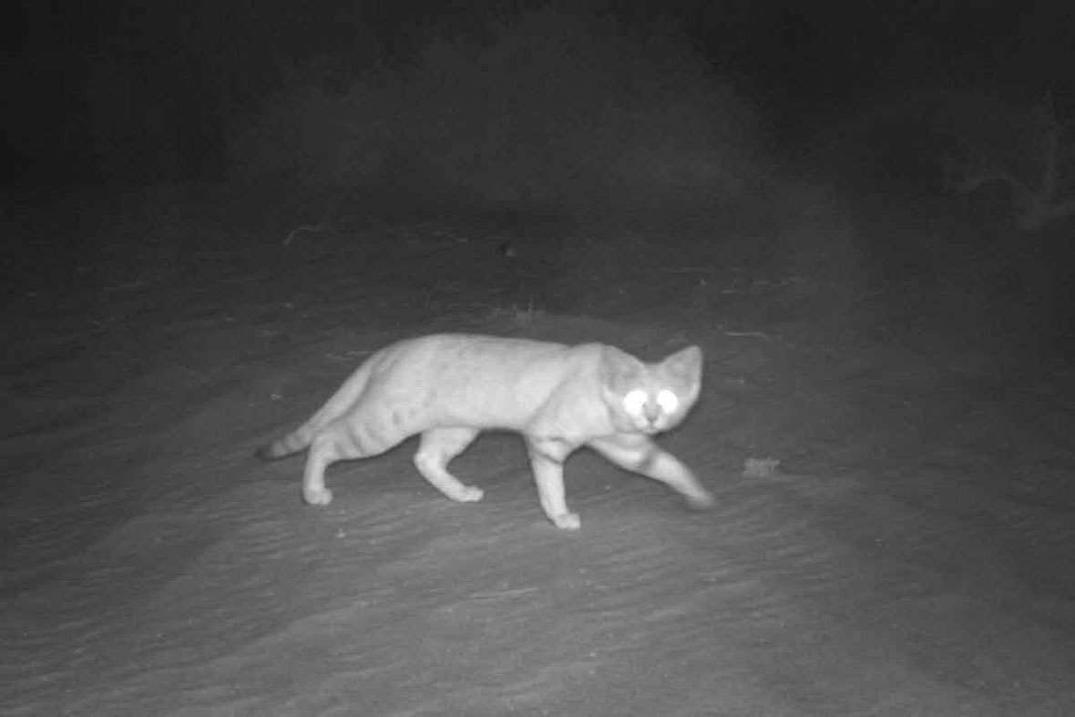 Rare Sand Cat in the United Arab Emirates