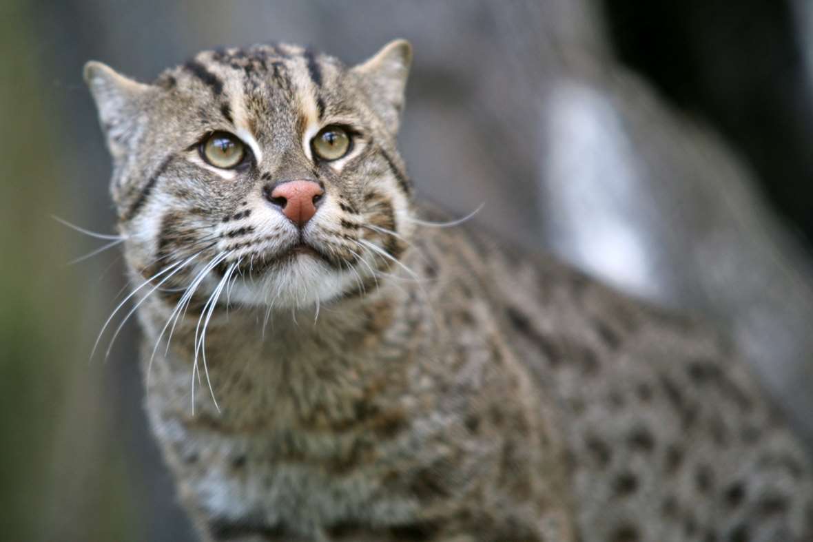 Looking for the Fishing Cat of Java