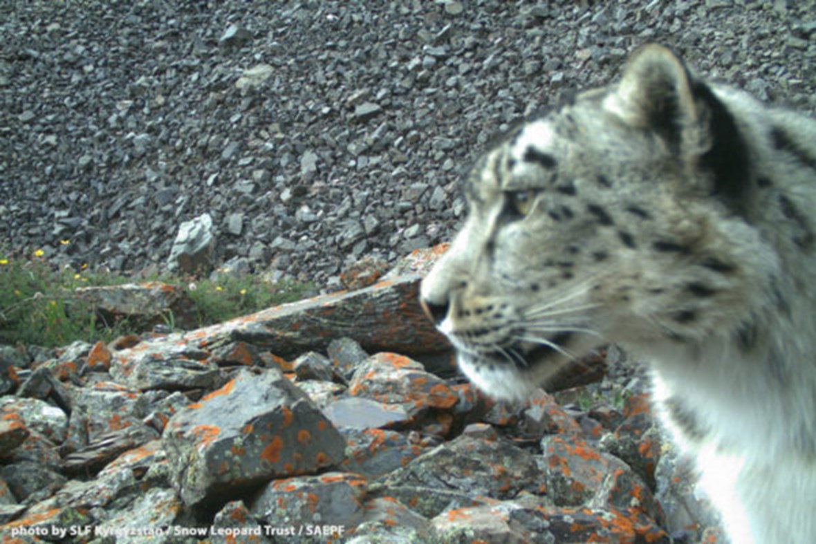 Shamshy-snow-leopard-5_2016_10_06.jpg