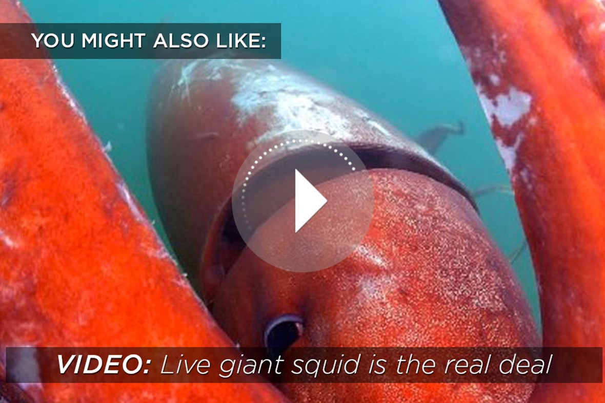 washed up giant squid shows signs of fierce deep sea fight s addiction ocean size