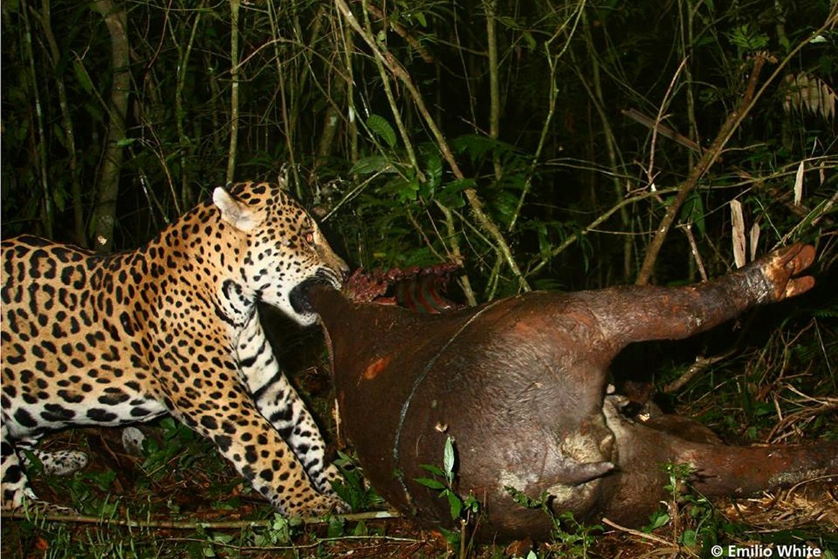 jaguar tapir_2016_10_19.jpg