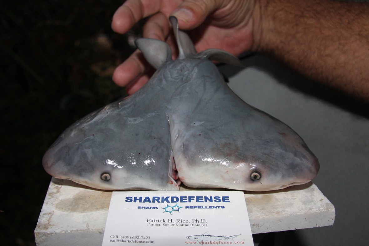 Rare twoheaded shark embryo discovered in Spain sharks Earth Touch