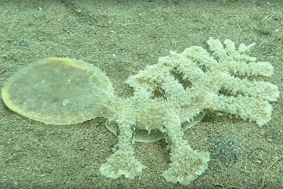 Sea slug gif rare