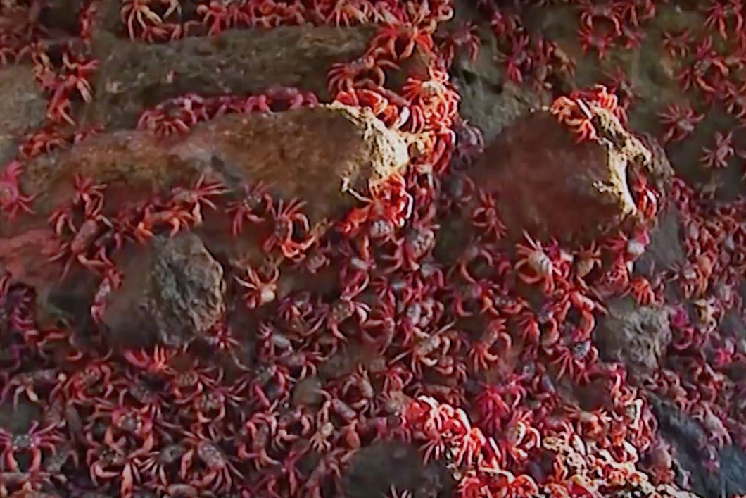 A tiny wasp could save Christmas Island's spectacular red crabs from crazy ants | conservation ...