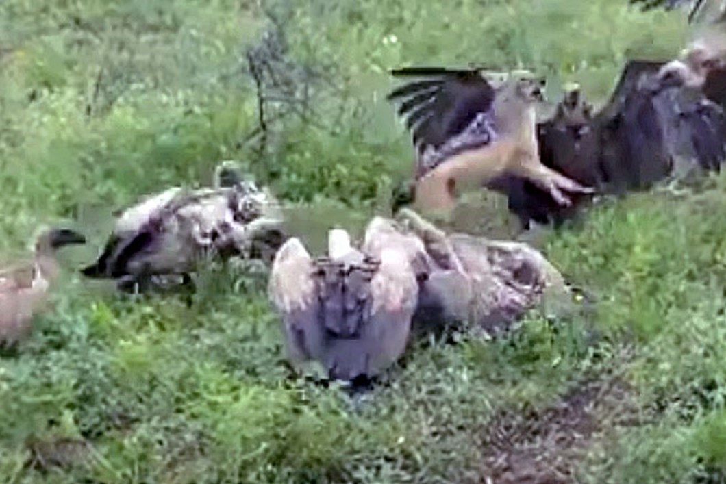 food fight jackal takes on vultures over a carcass food fight jackal takes on vultures over a carcass