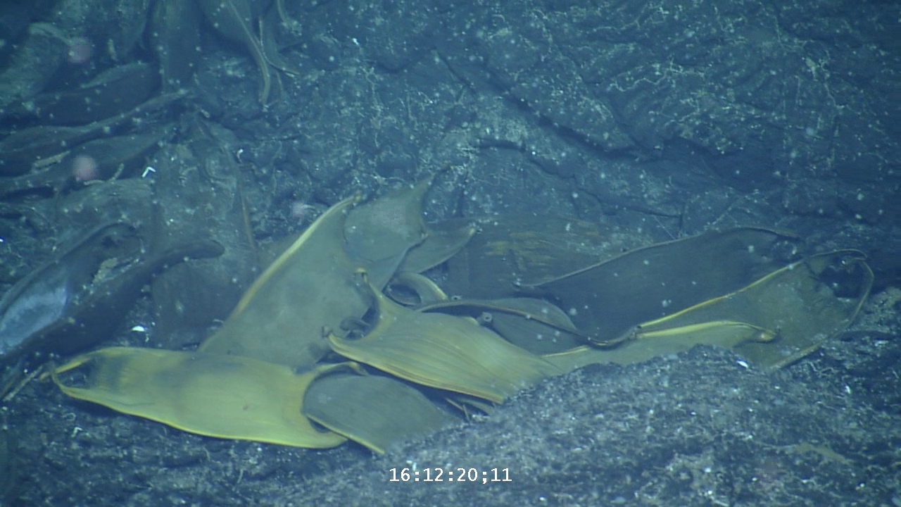 these deep-sea skates use hydrothermal vents as egg incubators