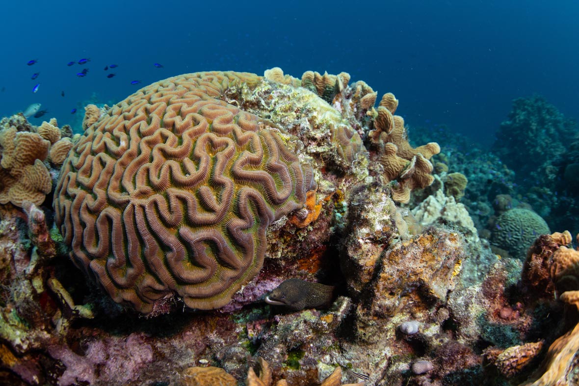 boulder-brain-coral_2018-10-24.jpg