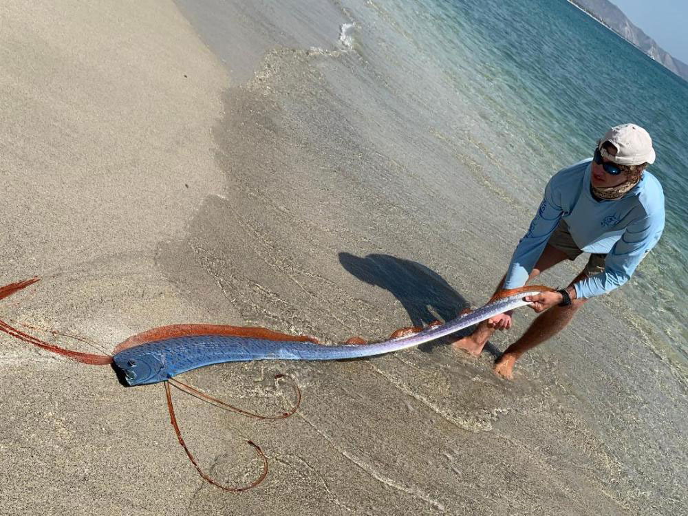 in photos: fishermen release juvenile oarfish back into the