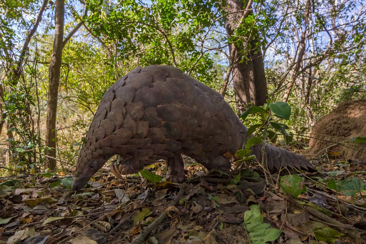 Undercover pangolin rescue ends in two-for-one surprise | poaching | Earth Touch News1180 x 786