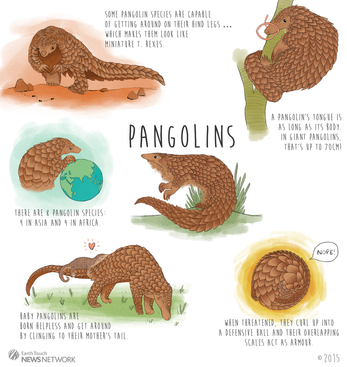 Volunteer story: Caring for rescued pangolins in Vietnam | conservation | Earth Touch News1180 x 1249